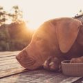 Pet-Friendly Cafes in the U.S.: Rules and Expectations