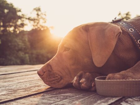 Pet-Friendly Cafes in the U.S.: Rules and Expectations